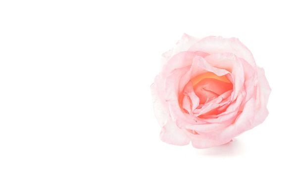 pink and white rose  - Фото, зображення