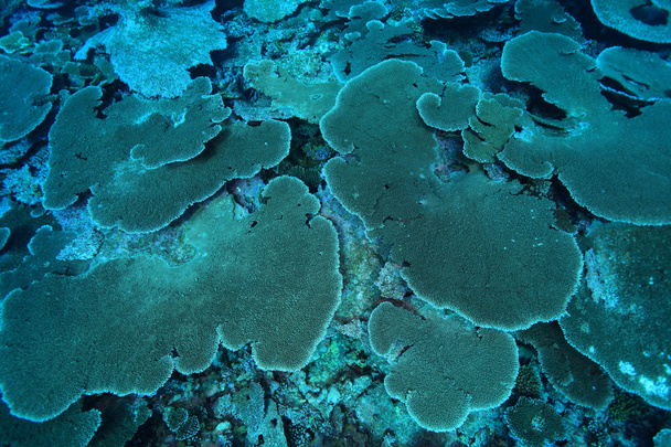 Coral reef - Photo, Image