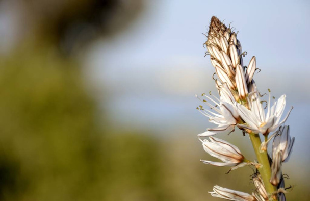 Yksityiskohta asfodel kukka
  - Valokuva, kuva