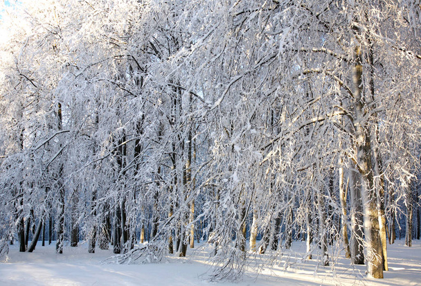 Winter snowy trees in sunlight - Фото, изображение