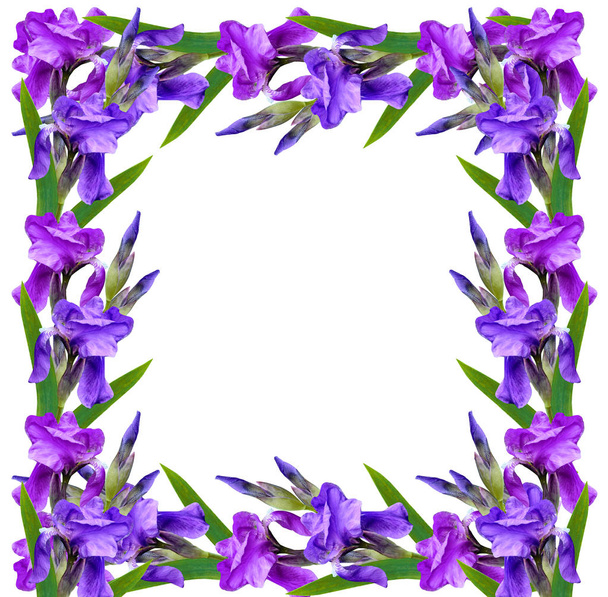 Frühling Blumen Iris isoliert auf weißem Hintergrund.  - Foto, Bild