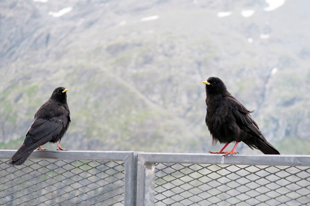 two Alpine chough resting on a fence at Grossglockner mountain a - Photo, Image