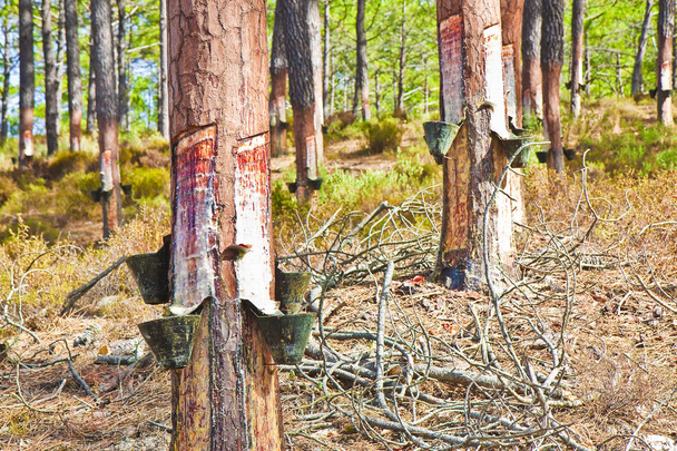 Estrazione di resina naturale da tronchi di pino - Foto, immagini