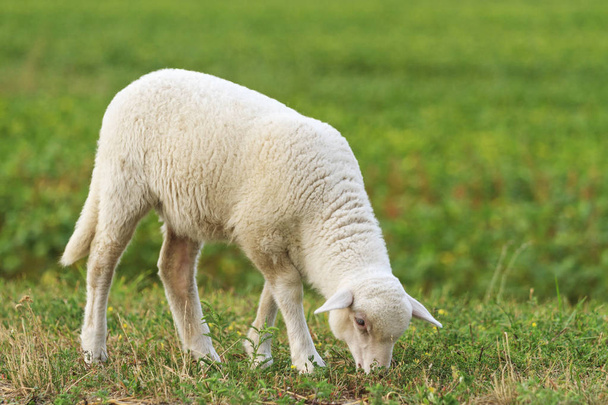 giovane agnellino bianco
 - Foto, immagini