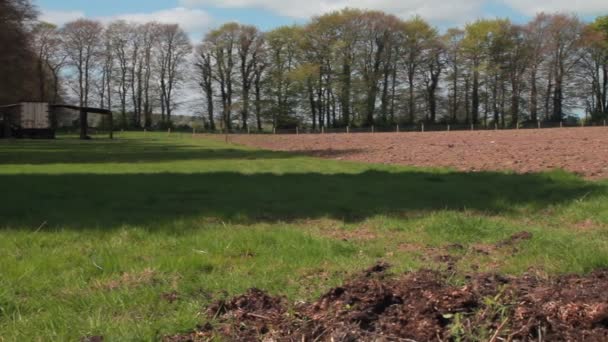 een Ierse veld in het vroege voorjaar - Video