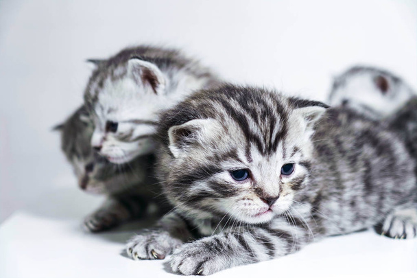 prokládané kotětem roztomilé batole Těsnopis stříbrné barvy - Fotografie, Obrázek