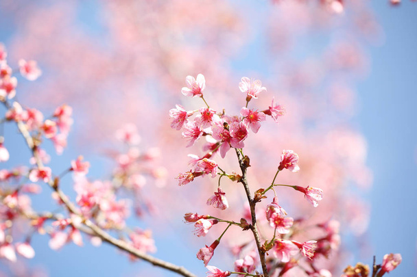 ανθισμένες κερασιές, sakura λουλούδι σε στενή επάνω - Φωτογραφία, εικόνα