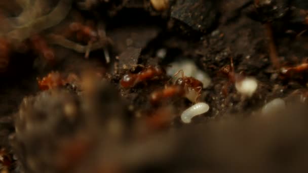 La foule des fourmis
 - Séquence, vidéo