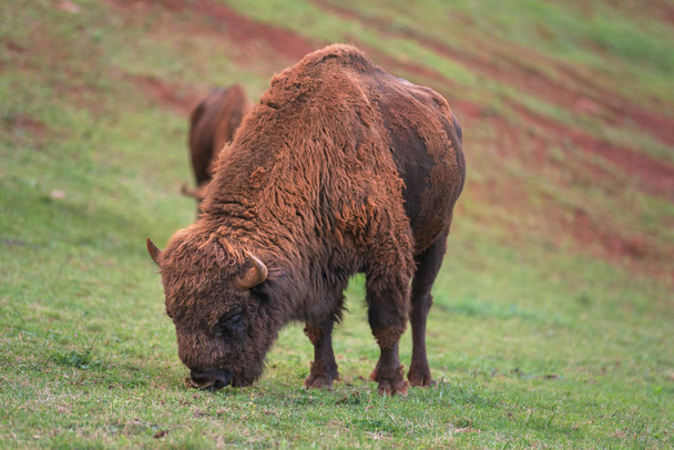 Bellissimo bisonte europeo
 . - Foto, immagini