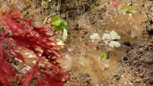 Wasser für einen neuen Baum geben - Filmmaterial, Video