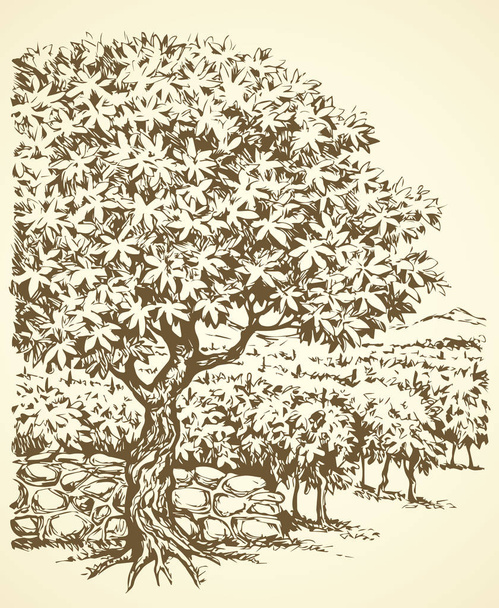 Wektor rysunek. Drzewo w winnicy - Wektor, obraz