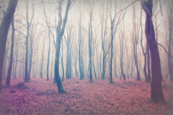 Anglický lesy na mlhavé mlhavé ráno - Fotografie, Obrázek
