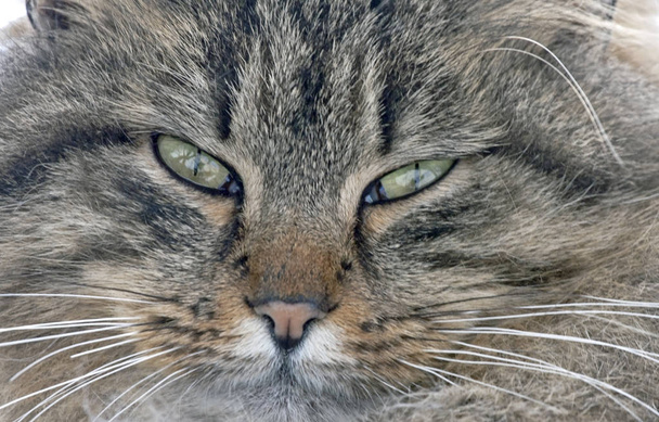 Portret van magische kat - Foto, afbeelding