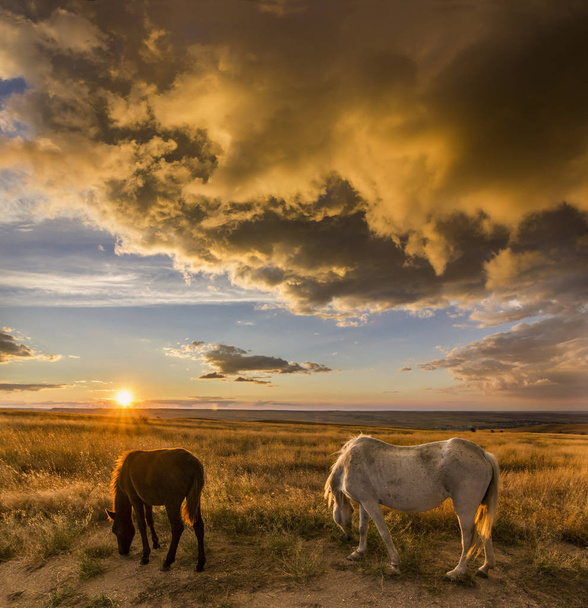 two horses on meadow at colorful sunset - Photo, Image