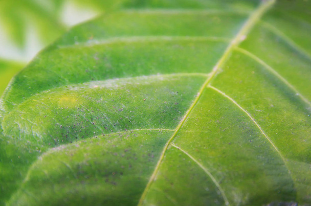 green leaf pattern - Fotoğraf, Görsel