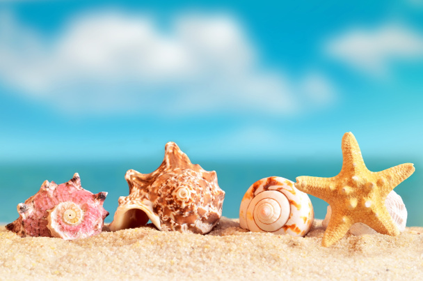 ракушка и морская звезда на песчаном пляже
 - Фото, изображение
