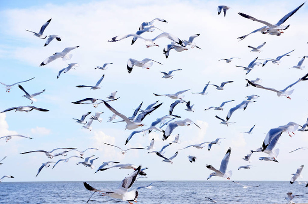 gaivotas no céu
 - Foto, Imagem