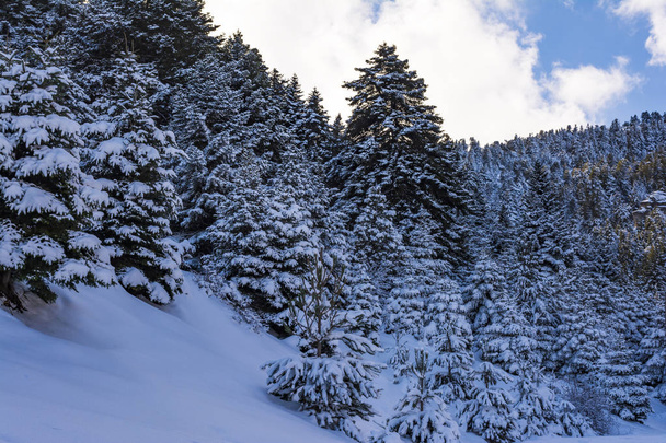 Ziria abetos de montaña cubiertos de nieve en un día de invierno, Peloponeso del Sur, Grecia
 - Foto, imagen