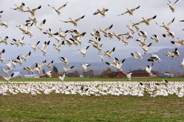 Kar kazları uçakla - Fotoğraf, Görsel