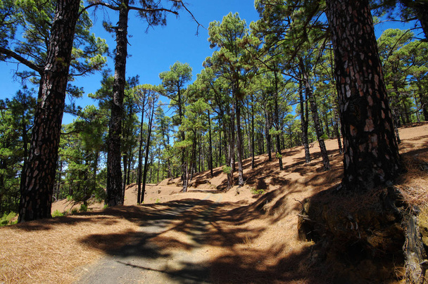 Дерево канарки сосновому лісі поблизу Ель Julan в Ель Йерро, Іспанія. - Фото, зображення