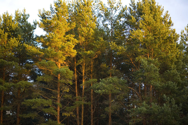 De toppen van pijnbomen bij zonsondergang - Foto, afbeelding