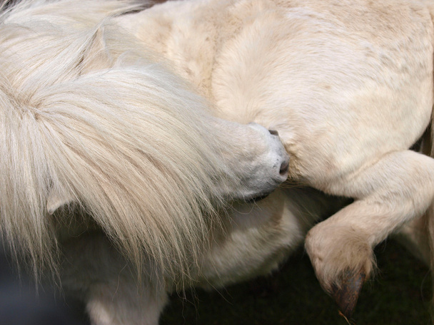 Itching Pony - Photo, Image