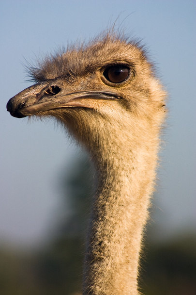 Ostrich - Foto, Imagen