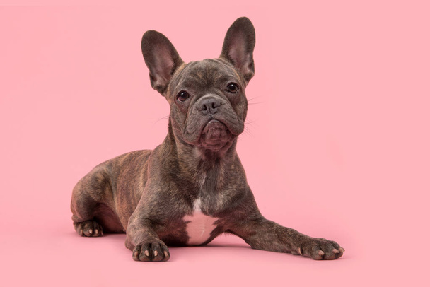 Franse bulldog liggend op een roze achtergrond - Foto, afbeelding