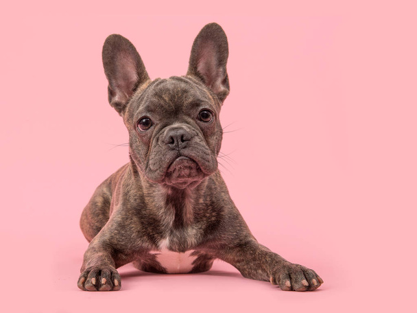 Mignon chien bouledogue français sur un fond rose
 - Photo, image