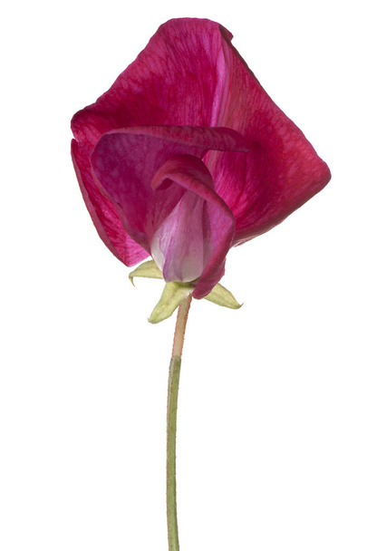 sweet pea flower isolated - Foto, imagen
