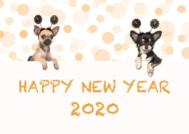 Dwa Chihuahua psy z szczęśliwym nowym rokiem 2020 pragnie  - Zdjęcie, obraz