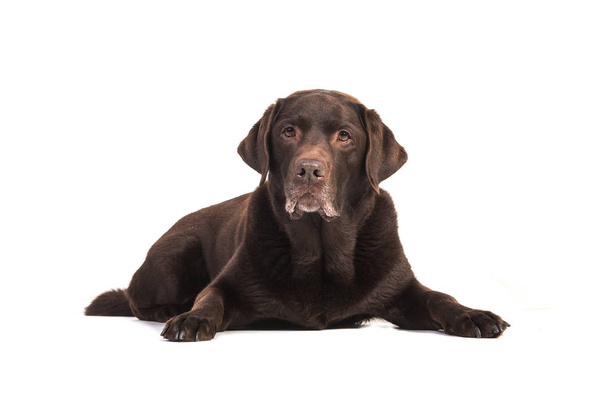 Starszy męski czekolada brązowy Labrador Retriever pies leżący na podłodze - Zdjęcie, obraz