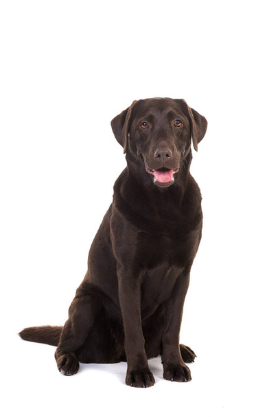 Nainen suklaa ruskea labrador noutaja koira istuu suu auki päin kamera
 - Valokuva, kuva
