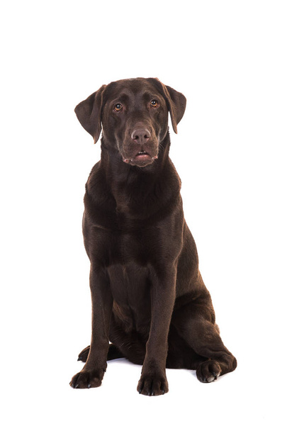 Nainen suklaa ruskea labrador noutaja koira istuu katsomassa kameraa
 - Valokuva, kuva