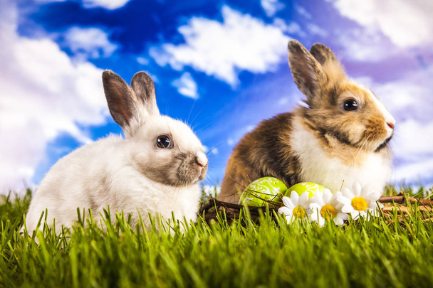 Conejo de Pascua en primavera
 - Foto, Imagen