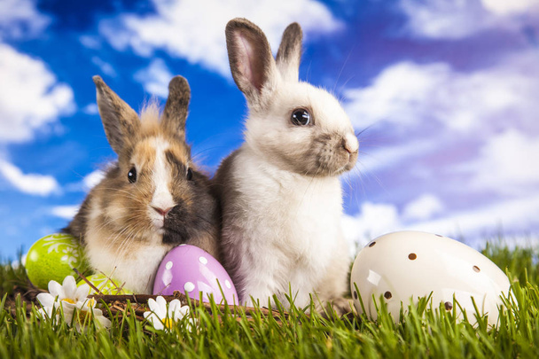Великодній кролик у весняний час
 - Фото, зображення