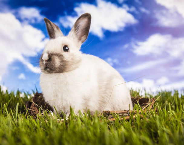 Easter rabbit in the spring time - Photo, Image