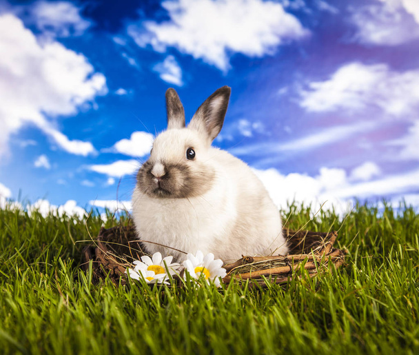 Wielkanoc królik w okresie wiosennym - Zdjęcie, obraz