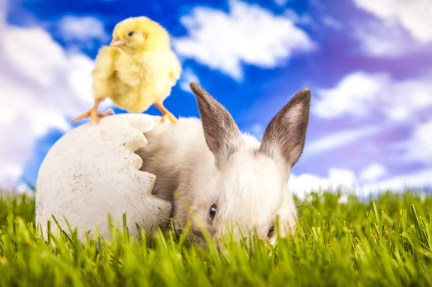 PaaS kip en konijn op het gras - Foto, afbeelding