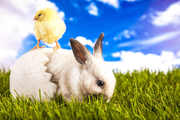 Poulet de Pâques et lapin sur l'herbe
 - Photo, image