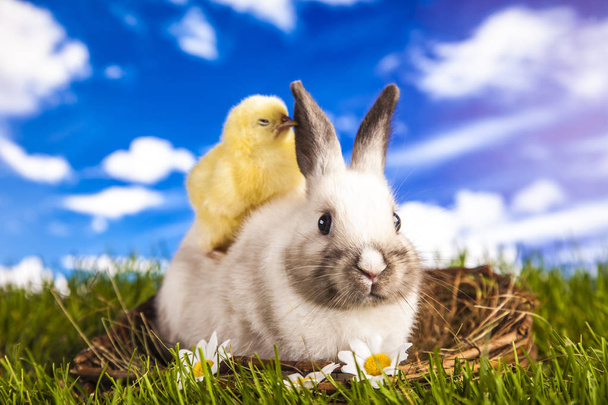 Великодня курка і кролик у весняний час
 - Фото, зображення