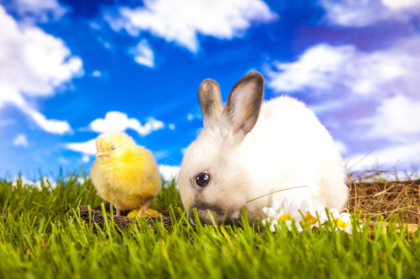 PaaS kip en konijn in de de lentetijd - Foto, afbeelding