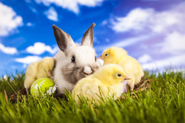 Velikonoční kuře a králík v jarním období - Fotografie, Obrázek