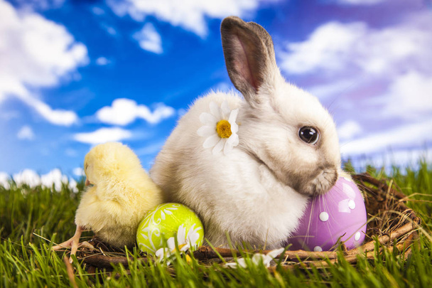 Poulet et lapin de Pâques au printemps
 - Photo, image