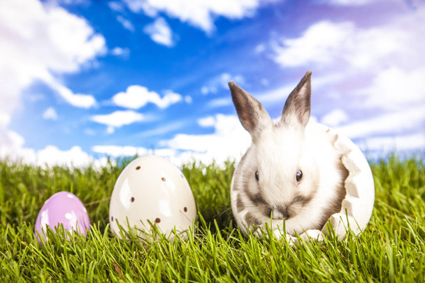 Conejo de Pascua en primavera
 - Foto, Imagen