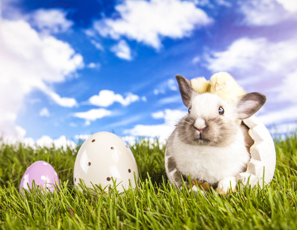 Paskalya tavuk ve bahar zaman tavşan - Fotoğraf, Görsel