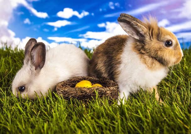 Conejo de Pascua en primavera
 - Foto, imagen