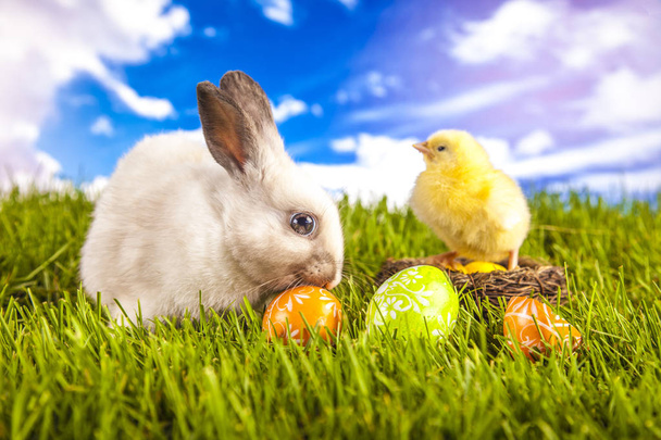 Easter chicken and rabbit in the spring time - Photo, Image