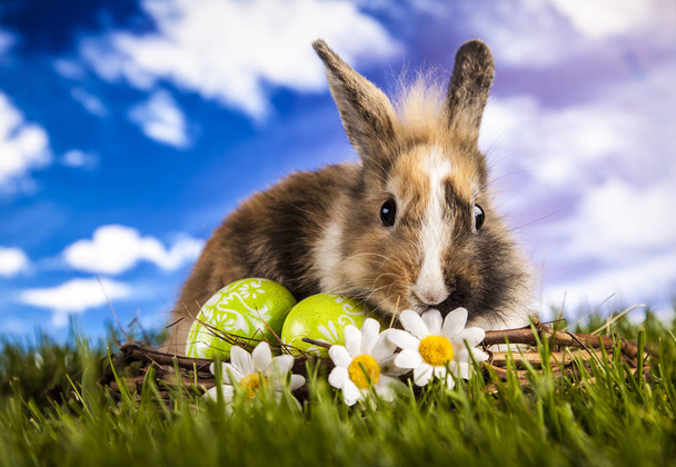 春のイースターのウサギ - 写真・画像