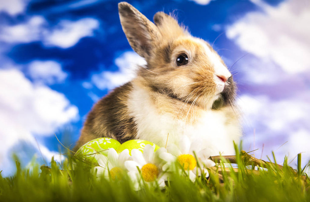Paskalya tavşanı bahar zamanında - Fotoğraf, Görsel